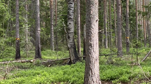 Boreral forest, trees