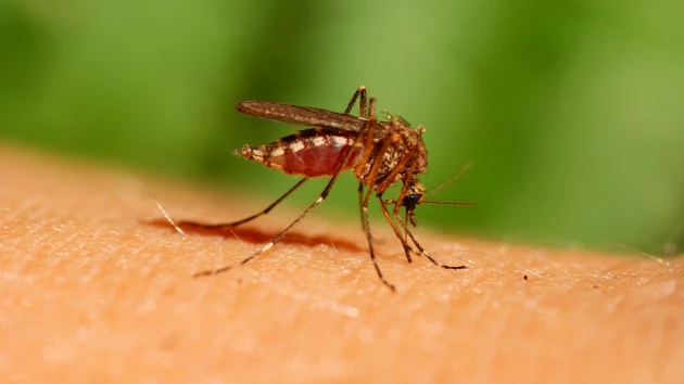 En mygga suger blod på en arm. Att insekter flyttar på sig och tar med sig sjukdomar är en effekt av klimatförändringarna.